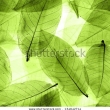 Stock Photo Green Leaf With Water Droplets Closeup 54234244